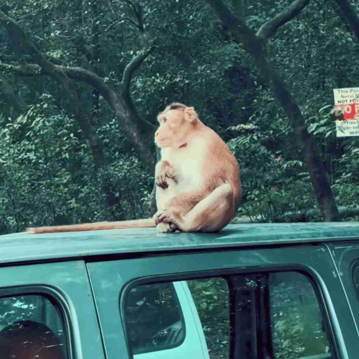 Matheran Monkey point